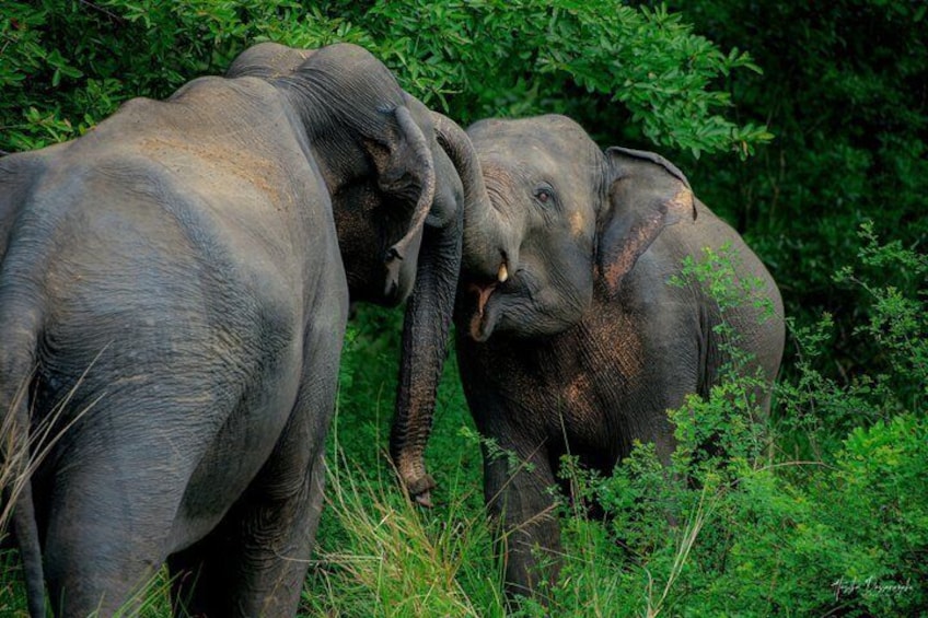 Minneriya National Park halfday Safari 1