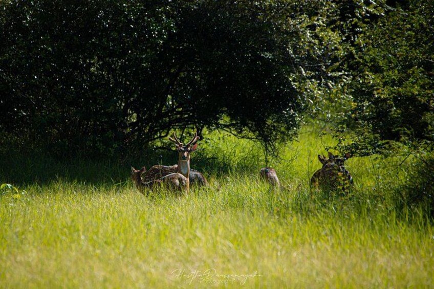 A group of deer in a grassy field with trees in the background. 2
