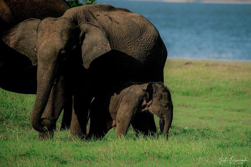 Een grote olifant en een jong bij een waterpartij in een grasveld. 2