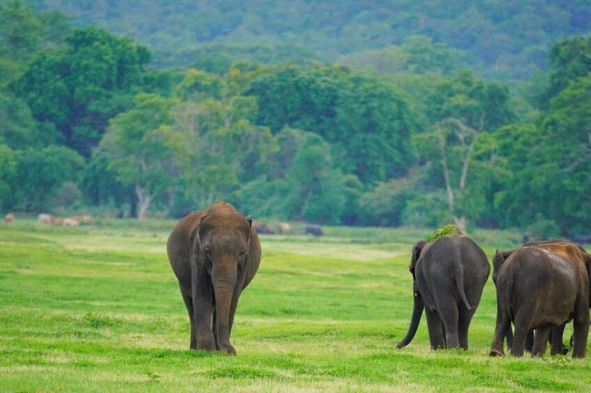 Private Jeep Safari at Minneriya National Park to Visit Elephants 4