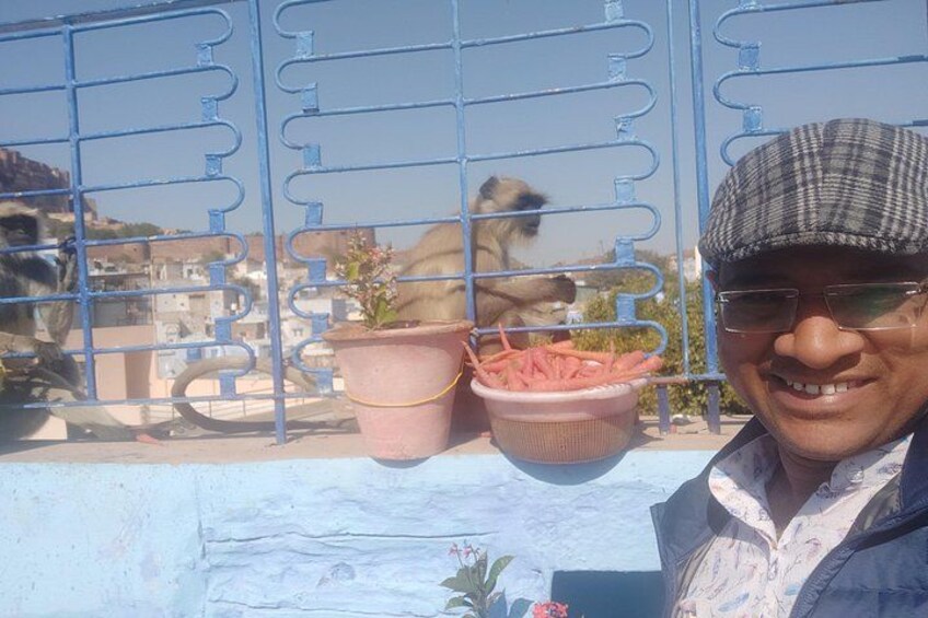Monkey on rooftop 2
