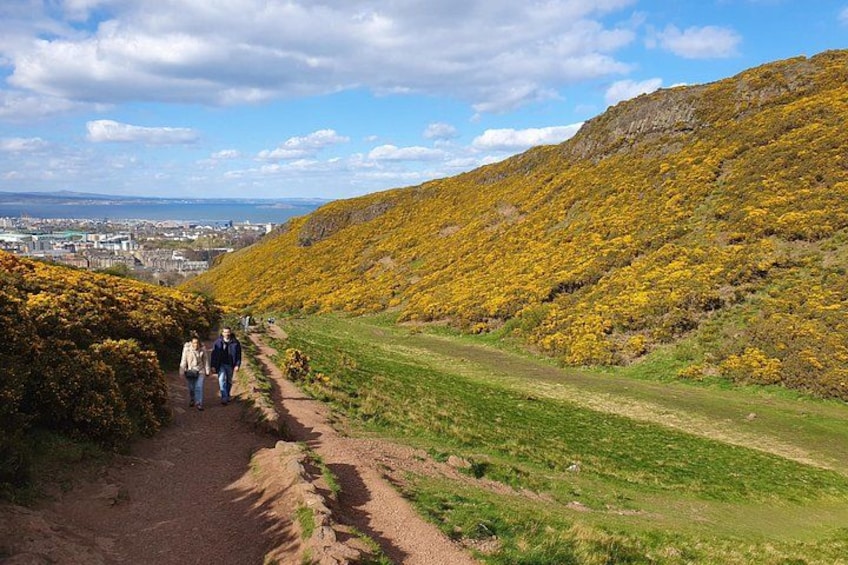 Walking up to Arthur's Seat with gorse bushes bright yellow 4
