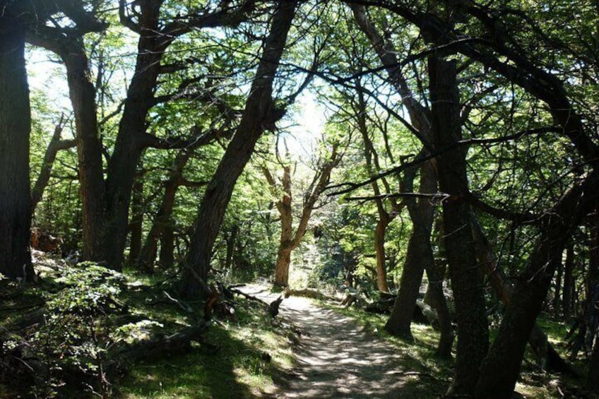 A forested path with tall trees and sunlight filtering through. 3