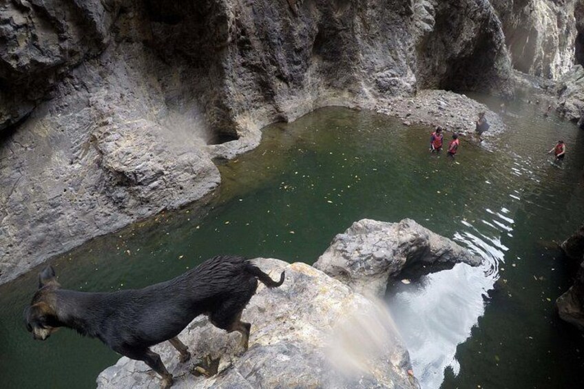 A rocky terrain with a small pool of water, a bear, and people in the background. 2