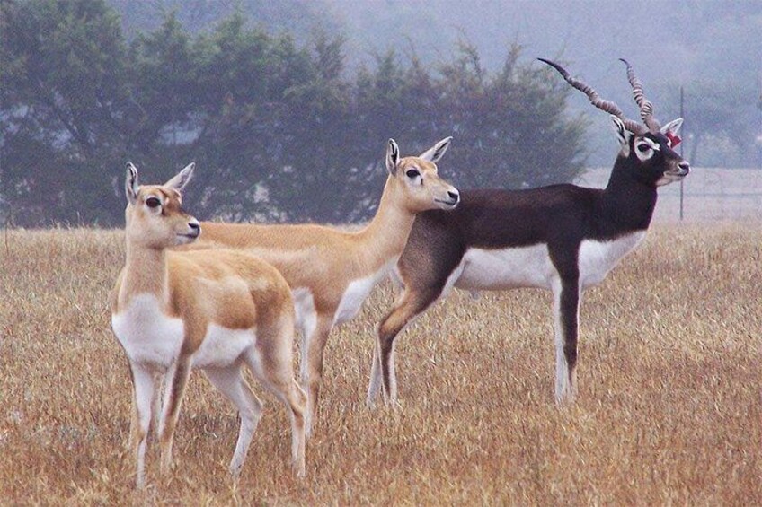 deer and blackbuck 2