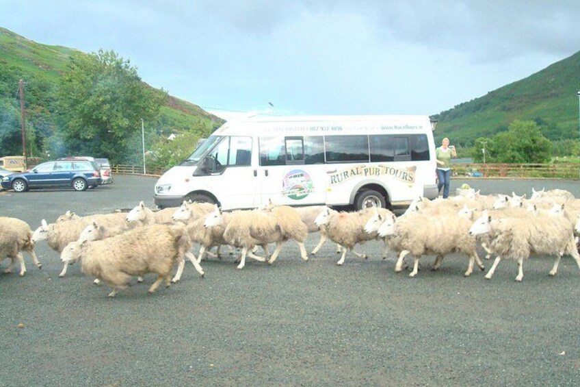 Rush hour in Rural Ireland 3