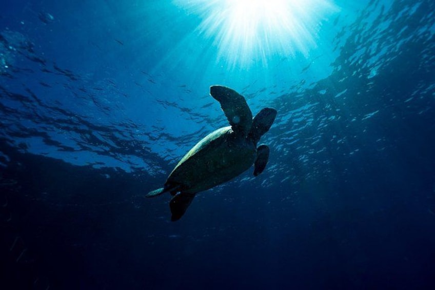Una tortuga marina nadando bajo el agua, con la luz del sol filtrándose. 3