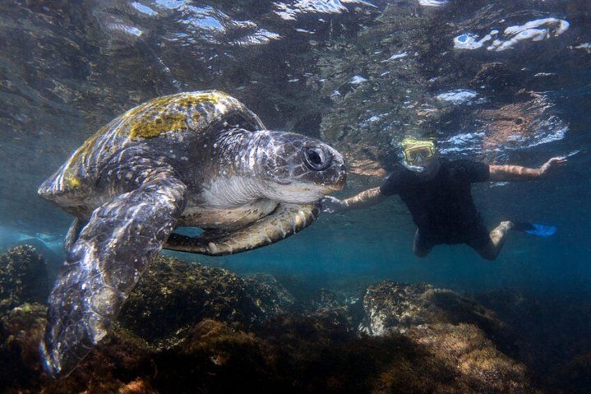 A sea turtle swimming underwater with a diver. 5