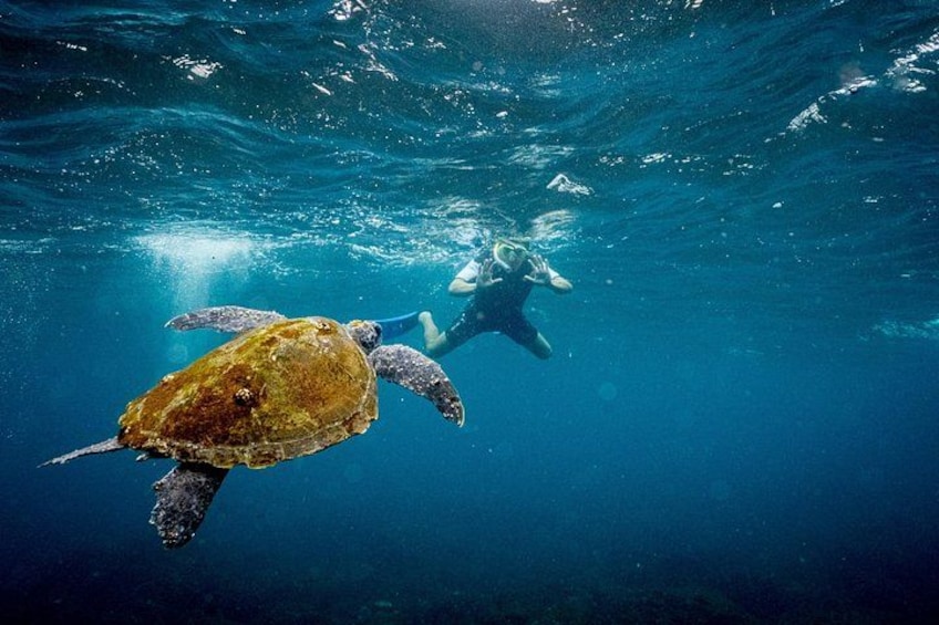 A diver swimming with a sea turtle in clear blue water. 1