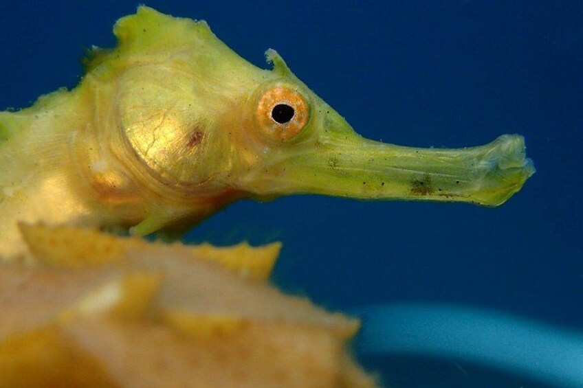 A seahorse with a yellowish-green body and a long, slender head. 3