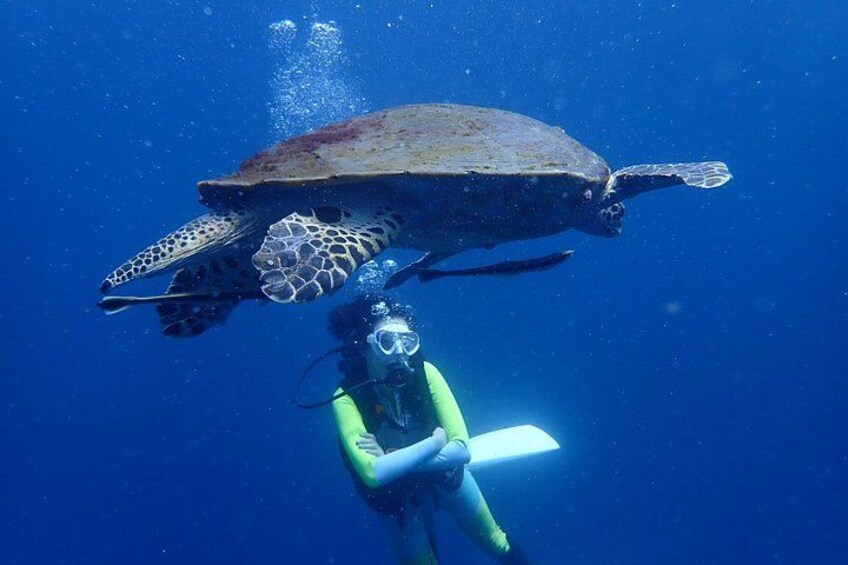 Ein Taucher in grünem Neoprenanzug und gelber Flosse schwimmt mit einer Meeresschildkröte. 1