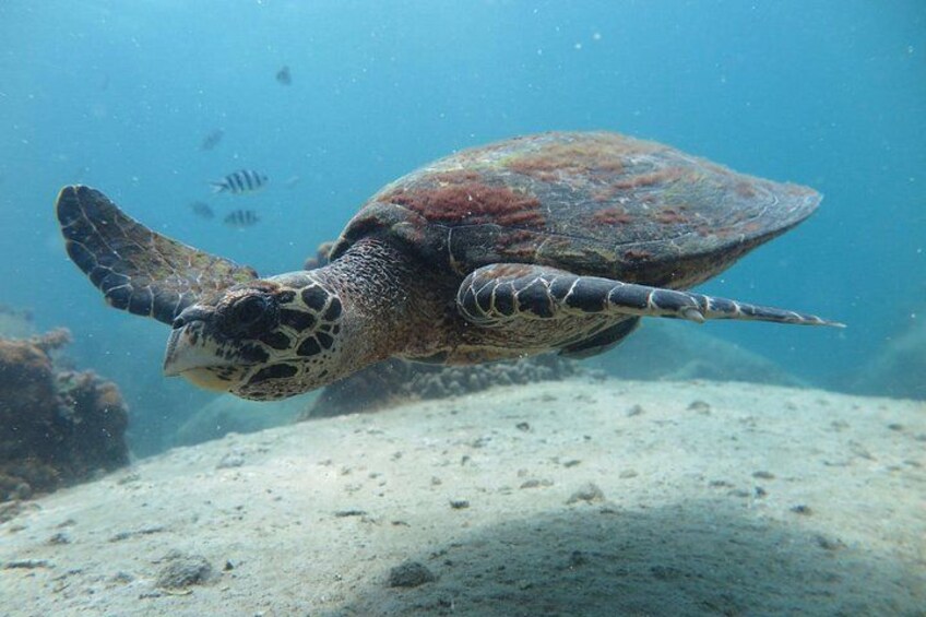 A sea turtle swimming underwater with a sandy ocean floor and some rocks in the background. 5