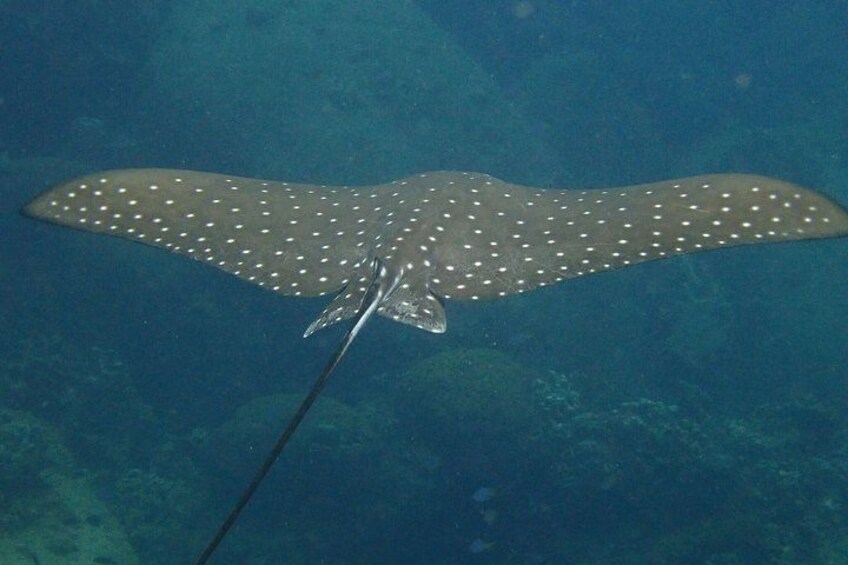 A large fish with a spotted body swimming underwater. 4