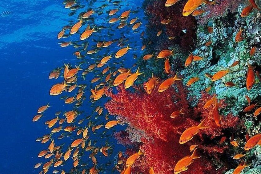 Mnemba Island Tour; Kuza Cave Tour; Paje Beach Tour; The Rock Restaurant Zanzibar 5