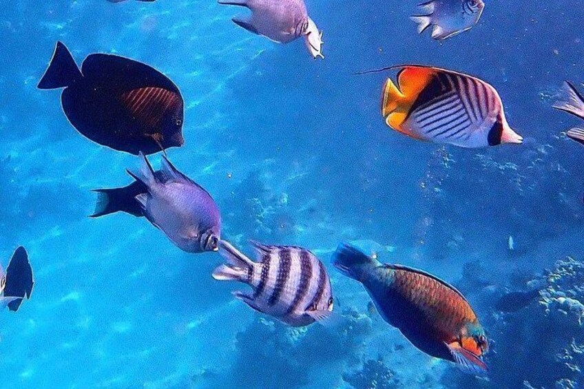 Zanzibar Dolphin Tour; Kuza Cave Tour; Blue Lagoon Snorkeling; Starfish Adventure; The Rock Restaurant 4