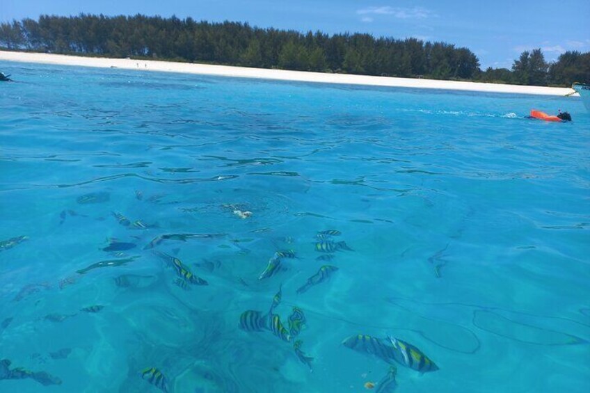 Private Dolphin Tour and Snorkeling at Mnemba Island reef