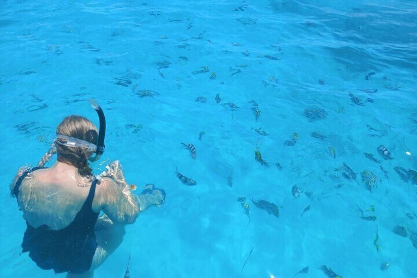 Private Dolphin Tour and Snorkeling at Mnemba Island reef