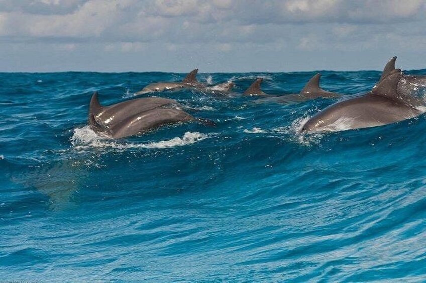 Dolphins swimming in the ocean. 1