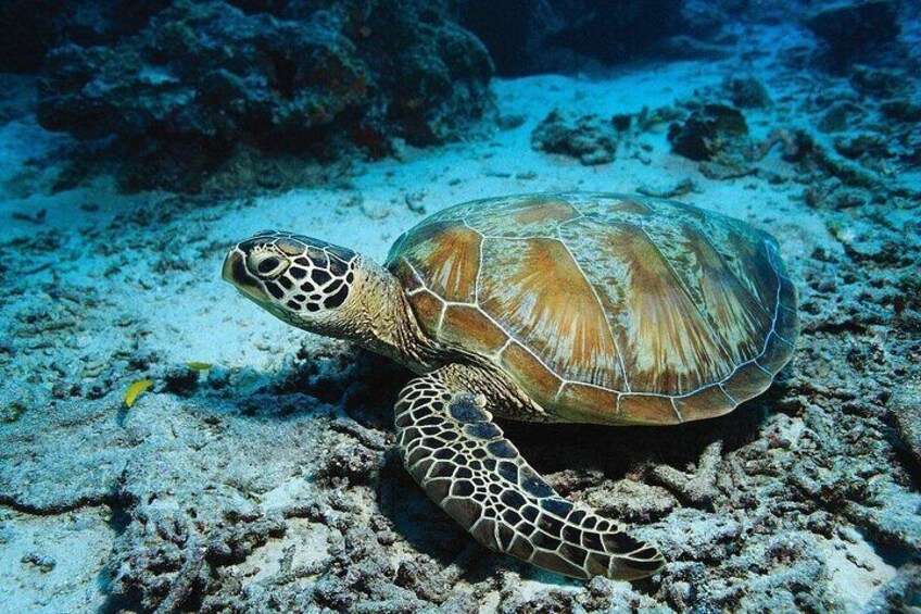 A sea turtle on a coral reef. 2