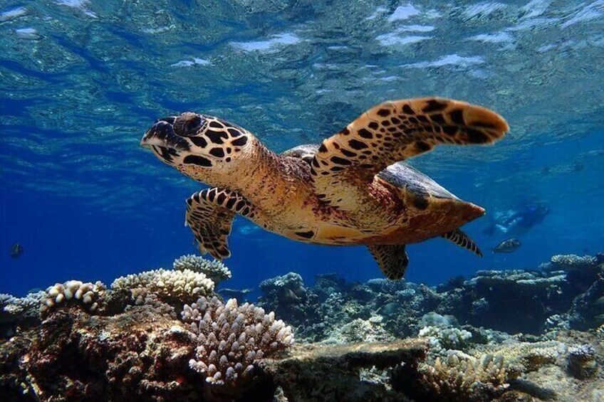 A sea turtle swimming underwater near a coral reef. 4