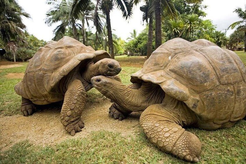 Two large tortoises on a grassy field with palm trees in the background. 5