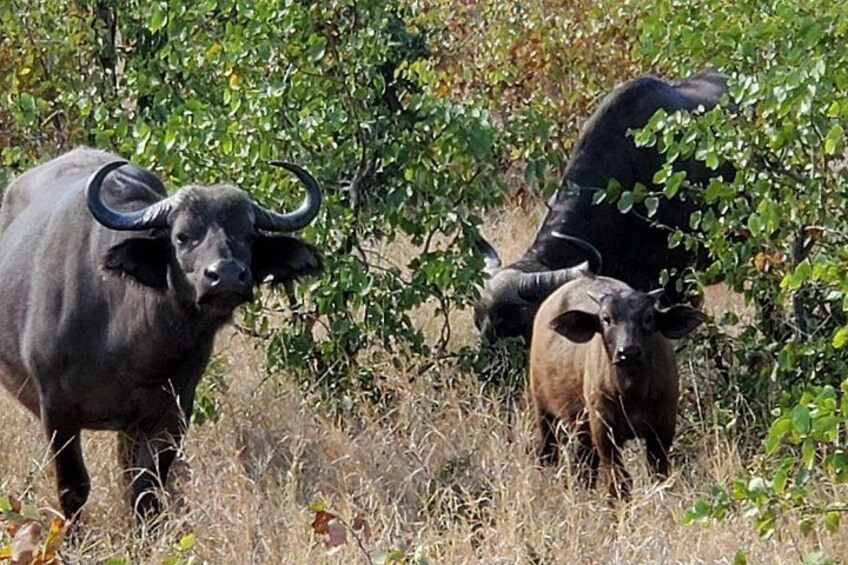 Kruger National Park Private Guided Morning Game Drive 4