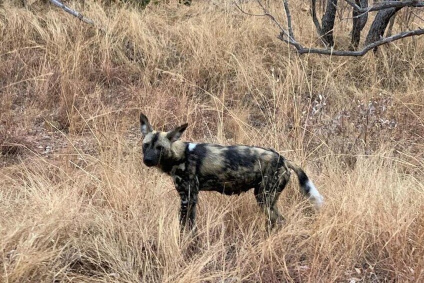 Kruger National Park Private Guided Morning Game Drive 3