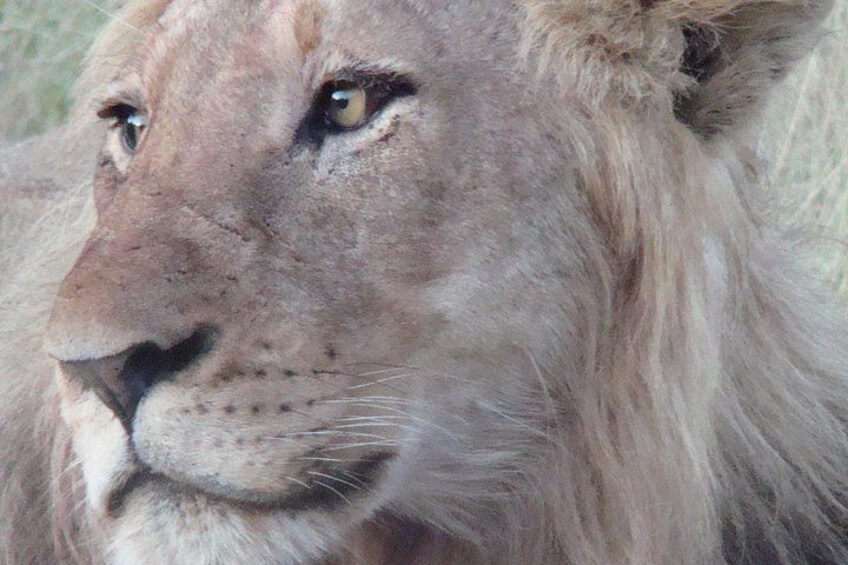 Kruger National Park Private Guided Morning Game Drive 5