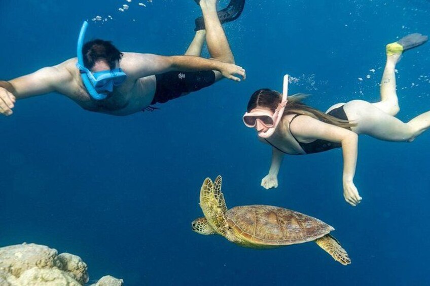 Cook Islands turtle tour 3