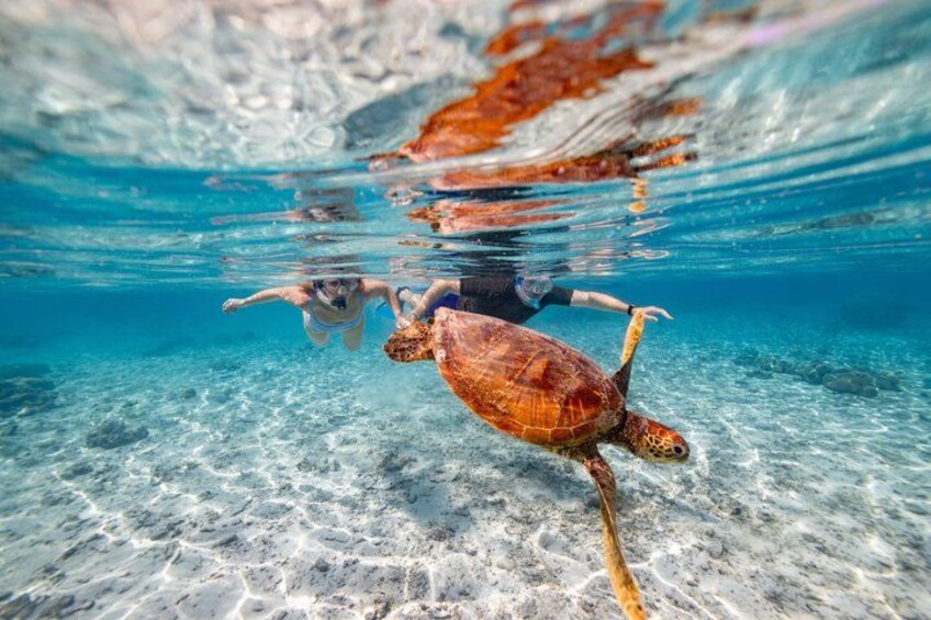 A person swimming underwater with a sea turtle. 3