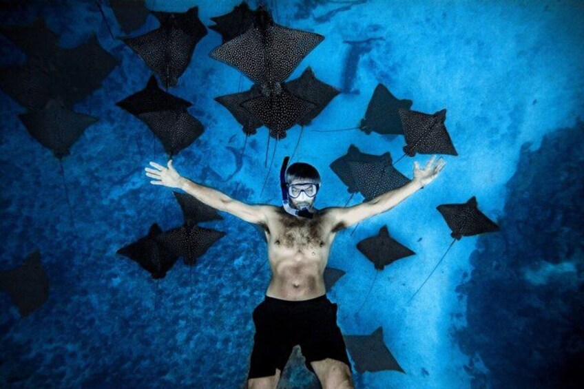 A person swimming underwater with stingrays around. 2