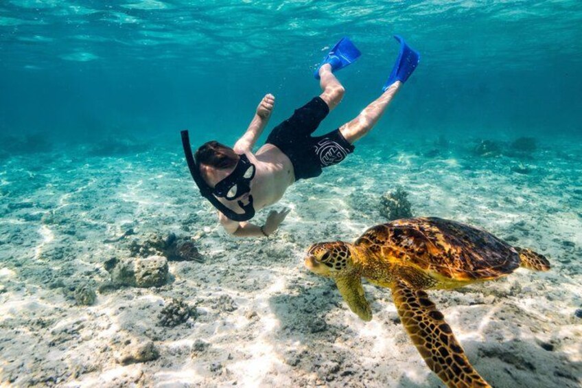 A person snorkeling underwater with a sea turtle nearby. 5