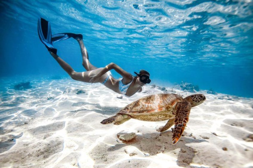 A person snorkeling underwater with a sea turtle. 1