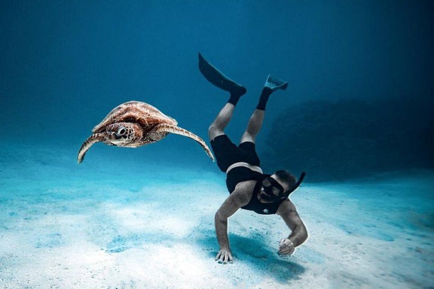 Cook Islands turtle tour 2