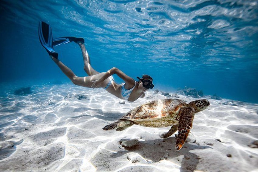 Turtle tour Rarotonga 1
