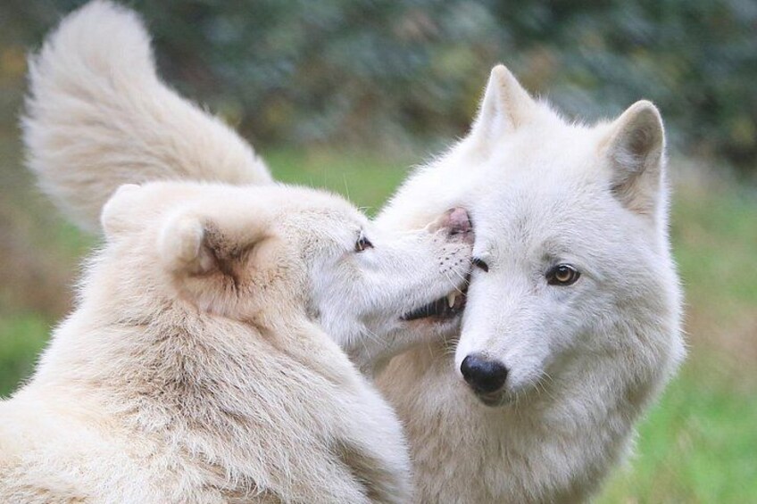 Two white wolves in a natural setting. 2