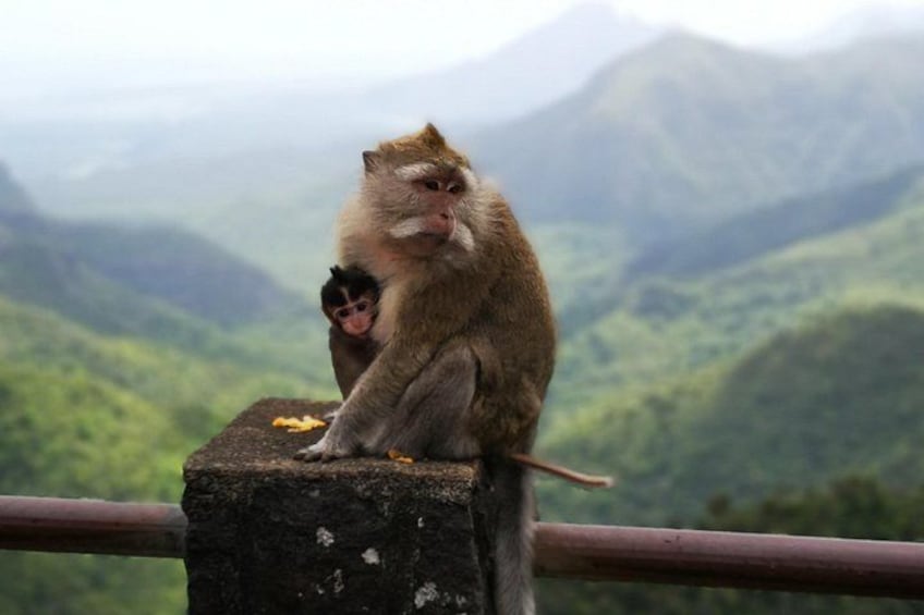 A monkey sitting on a rock with a lush green landscape in the background. 1