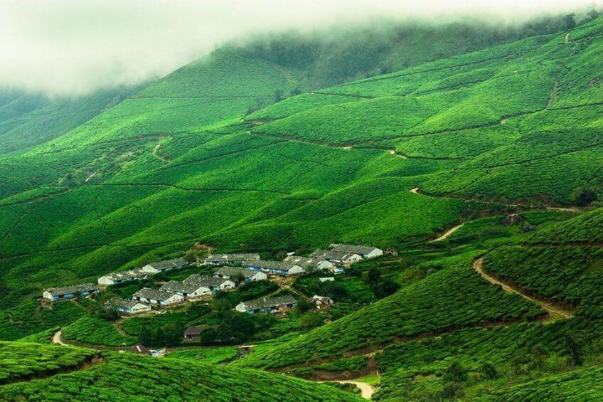 A lush green tea plantation with terraced fields and a small village nestled among them. 3