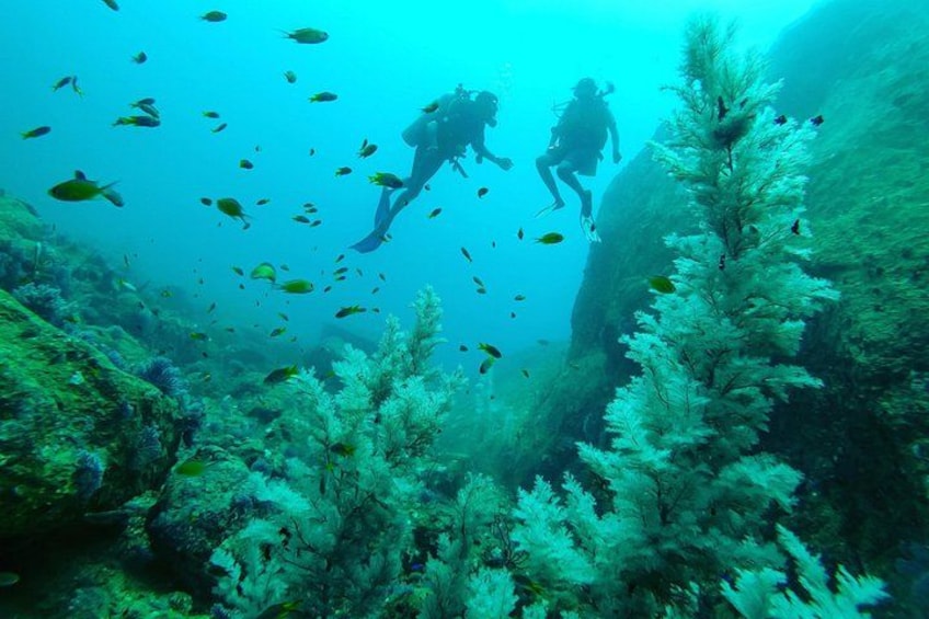 Fun Dives For Certified Divers 1
