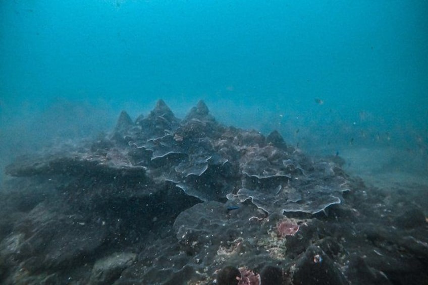 Fun Dives For Certified Divers 3