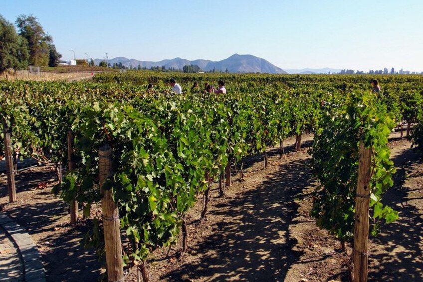 Private Wine Tasting tour in Casablanca Valley Vineyards 4