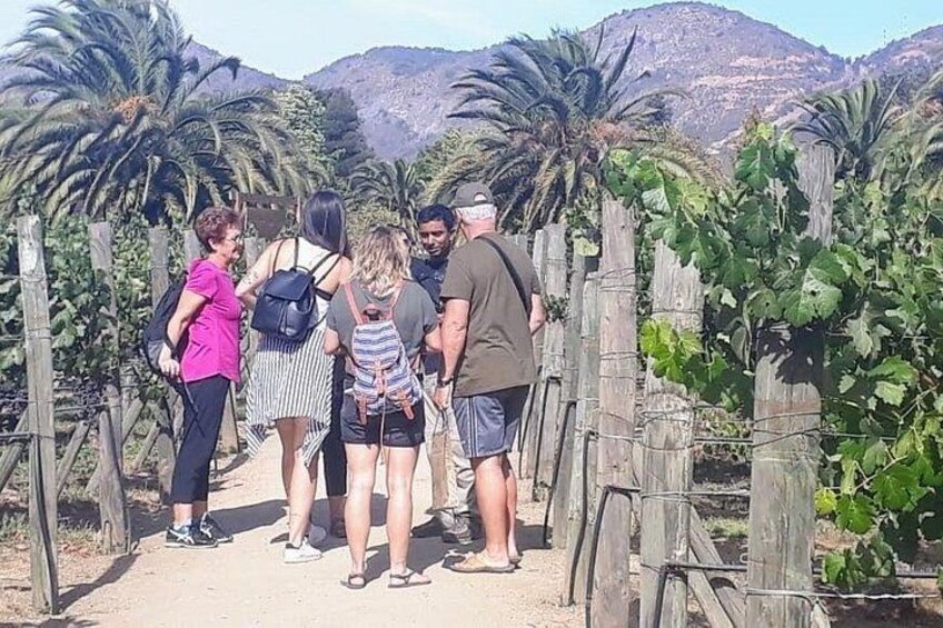 Private Wine Tasting tour in Casablanca Valley Vineyards 5