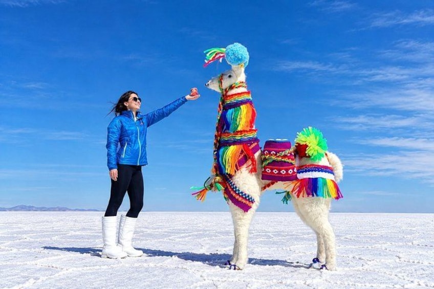 Una persona interactuando con una llama en un paisaje nevado. 4