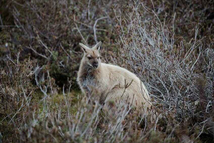 Cradle Mountain - Hobart to Launceston Day Tour 3