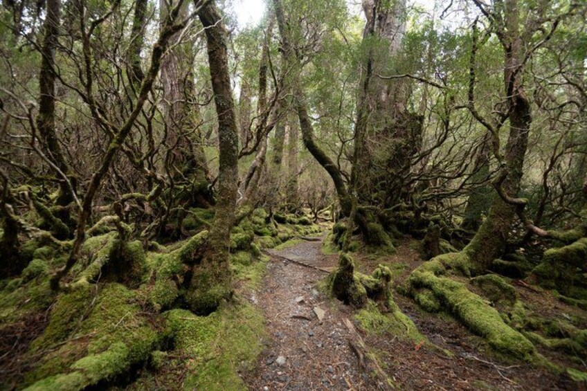 Cradle Mountain - Hobart to Launceston Day Tour 2