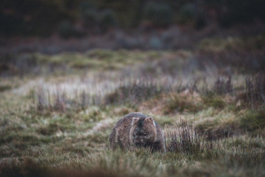 Un oso en un campo cubierto de hierba. 2