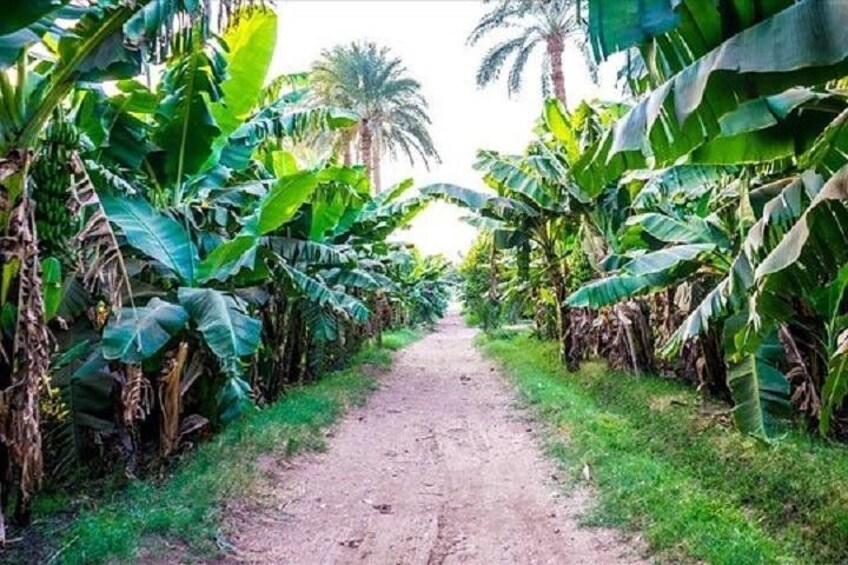 Un sendero de tierra flanqueado por plantaciones de banano. 5