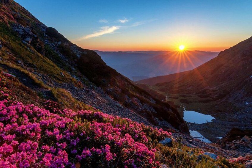 A mountainous landscape with a sunrise, a valley, and pink flowers. 1