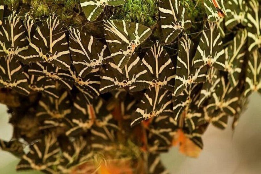 Primer plano de una planta con hojas variegadas, posiblemente un tipo de arbusto ornamental. 2