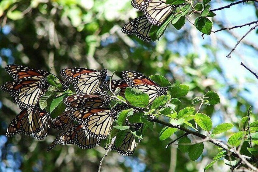 Un grupo de mariposas se agolpan sobre hojas verdes. 5